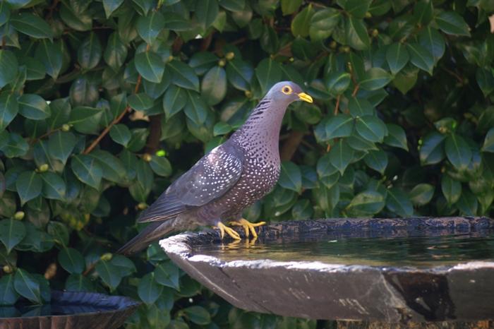 African Olive Pigeon